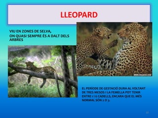 LLEOPARD
VIU EN ZONES DE SELVA,
ON QUASI SEMPRE ÉS A DALT DELS
ARBRES




                                 EL PERÍODE DE GESTACIÓ DURA AL VOLTANT
                                 DE TRES MESOS I LA FEMELLA POT TENIR
                                 ENTRE 1 I 6 CADELLS, ENCARA QUE EL MÉS
                                 NORMAL SÓN 2 O 3.


                                                                          10
 