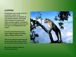 LLEOPARD
Els lleopards cacen només per la nit i
acostumen a passar el dia
endormiscats entre la vegetació, en
caus d'altres animals o, més sovint,
sobre la branca d'un arbre al que
trepen amb gran agilitat. Pel lleopard,
l'arbre és a la vegada on descansa, des
d'on caça i on emmagatzema el seu
menjar.

Les seves preses favorites són els
micos i algunes espècies d'antílops
petits o mitjans, zebres i bous.

Quan els hi manquen aquest tipus de
preses també poden menjar ratolins
de camp, altres animals petits i fruita.

Són animals solitaris excepte en
l'època reproductora.


                                           12
 