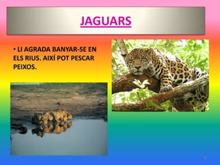 JAGUARS
• LI AGRADA BANYAR-SE EN
ELS RIUS. AIXÍ POT PESCAR
PEIXOS.




                              13
 