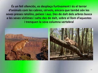 És un felí silenciós, es desplaça furtivament i és el terror
  d’animals com les cabres, cérvols, encara que també són les
seves preses ratolins, peixos i aus. Des de dalt dels arbres busca
a les seves víctimes i salta des de dalt, sobre el llom d’aquestes
               i trenquen la seva columna vertebral




                                                                16
 