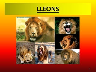 LLEONS




         17
 