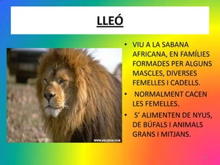 LLEÓ
       • VIU A LA SABANA
         AFRICANA, EN FAMÍLIES
         FORMADES PER ALGUNS
         MASCLES, DIVERSES
         FEMELLES I CADELLS.
       • NORMALMENT CACEN
         LES FEMELLES.
       • S’ ALIMENTEN DE NYUS,
         DE BÚFALS I ANIMALS
         GRANS I MITJANS.

                           18
 