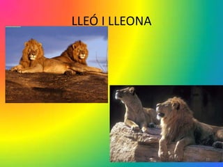 LLEÓ I LLEONA




                19
 