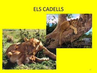 ELS CADELLS




              21
 