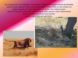 Viu en grups de 5 a 25 individus. El grup està compost per un gran nombre de femelles
  amb les seves criatures i dos o tres mascles adults. Quan arriba un nou mascle a la
         rajada i expulsa als antics dominants, sol matar a les criatures joves.
   Passen les hores de més calor sota els arbres, solen dormir o estar endormiscats
                       durant la major part de les hores del dia.
                           La seva vista i oïda són excel·lents.




                                                                                   22
 