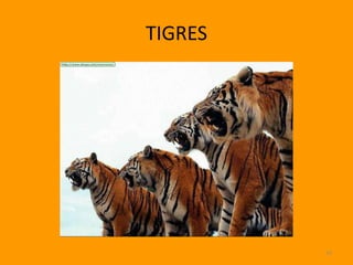 TIGRES




         23
 