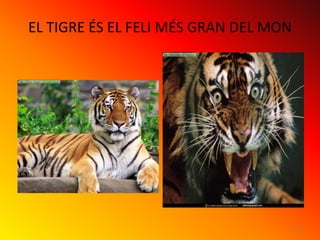 EL TIGRE ÉS EL FELI MÉS GRAN DEL MON




                                       24
 