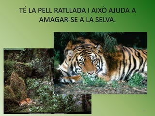 TÉ LA PELL RATLLADA I AIXÒ AJUDA A
      AMAGAR-SE A LA SELVA.




                                     25
 