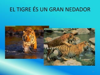 EL TIGRE ÉS UN GRAN NEDADOR




                              26
 