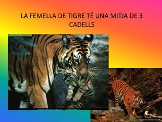 LA FEMELLA DE TIGRE TÉ UNA MITJA DE 3
              CADELLS




                                        27
 