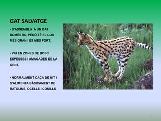 GAT SALVATGE
• S’ASSEMBLA A UN GAT
DOMÈSTIC, PERÒ TÉ EL COS
MÉS GRAN I ÉS MÉS FORT.



• VIU EN ZONES DE BOSC
ESPESSES I AMAGADES DE LA
GENT.



• NORMALMENT CAÇA DE NIT I
S’ALIMENTA BÀSICAMENT DE
RATOLINS, OCELLS I CONILLS




                             4
 