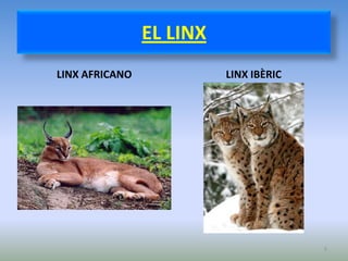 EL LINX
LINX AFRICANO             LINX IBÈRIC




                                        5
 