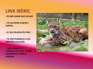 LINX IBÈRIC
• ÉS MÉS GRAN QUE UN GAT.

• TÉ LES POTES CURTES I
FORTES.

• EL SEU PELATGE ÉS FOSC.

• TÉ UNS PLOMALLS A LES
ORELLES I A LA CUA.

• CAÇA SOBRE TOT
CONILLS, TOT I QUE TAMBÉ
S’ALIMENTA D ÀNECS I
PERDIUS.


                            6
 
