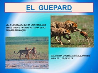 EL GUEPARD

VIU A LA SABANA, QUE ÉS UNA ZONA AMB
ESPAIS OBERTS I HERBES ALTES ON ES POT
AMAGAR PER CAÇAR.




                                         S’ALIMENTA D’ALTRES ANIMALS, COM ELS
                                         IMPALES I LES GASELES




                                                                                7
 