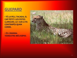 GUEPARD
• TÉ LA PELL TACADA, EL
CAP PETIT I LES POTES
LLARGUES. LA CUA LI FA
CONTRAPÈS QUAN
CORRE.

• ÉS L’ANIMAL
TERRESTRE MÉS RÀPID.




                          8
 