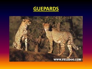 GUEPARDS




           9
 