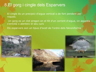 8.El gorg i cingle dels Esparvers
 El cingle és un precipici d’aigua vertical o de fort pendent per
roques.
 Un gorg es un clot pregon en el llit d'un corrent d'aigua, on aquesta
s'entolla o alenteix el seu curs
 Els esparvers son un tipus d’ocell de l'ordre dels falconiforme
 