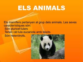 ELS ANIMALS

Els mamífers pertanyen al grup dels animals. Les seves
característiques són:
 Són pluricel·lulars
 Tenen cèl·lula eucariota amb teixits.
 Són heteròtrofs.
 