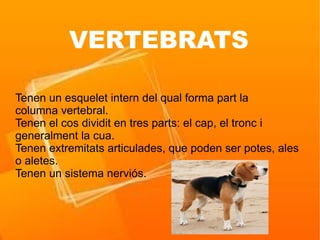 VERTEBRATS

Tenen un esquelet intern del qual forma part la
columna vertebral.
Tenen el cos dividit en tres parts: el cap, el tronc i
generalment la cua.
Tenen extremitats articulades, que poden ser potes, ales
o aletes.
Tenen un sistema nerviós.
 
