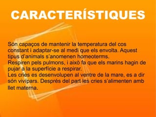 CARACTERÍSTIQUES

Són capaços de mantenir la temperatura del cos
constant i adaptar-se al medi que els envolta. Aquest
tipus d’animals s’anomenen homeoterms.
Respiren pels pulmons, i això fa que els marins hagin de
pujar a la superfície a respirar.
Les cries es desenvolupen al ventre de la mare, es a dir
són vivípars. Després del part les cries s’alimenten amb
llet materna.
 