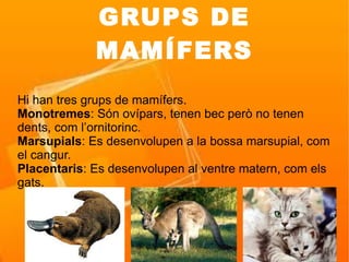 GRUPS DE
             MAMÍFERS
Hi han tres grups de mamífers.
Monotremes: Són ovípars, tenen bec però no tenen
dents, com l’ornitorinc.
Marsupials: Es desenvolupen a la bossa marsupial, com
el cangur.
Placentaris: Es desenvolupen al ventre matern, com els
gats.
 
