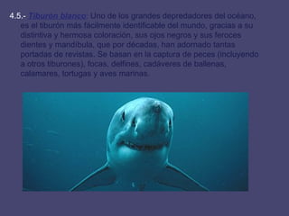 4.5.-  Tiburón blanco :  Uno de los grandes depredadores del océano, es el tiburón más fácilmente identificable del mundo, gracias a su distintiva y hermosa coloración, sus ojos negros y sus feroces dientes y mandíbula, que por décadas, han adornado tantas portadas de revistas. Se basan en la captura de peces (incluyendo a otros tiburones), focas, delfines, cadáveres de ballenas, calamares, tortugas y aves marinas.  
