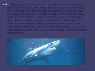 4.6.-  Tiburón mako :  El tiburón mako de aleta corta es conocido por su increíble velocidad, que puede alcanzar hasta 32 kilómetros por hora. Valorados enormemente por los pescadores, los mako son famosos por su habilidad de saltar y hasta se han conocido casos en los que han saltado al interior de botes de pesca y han herido algún pescador al estar enganchados. Se alimentan de peces, en especial peces pelágicos tales como atún y peces espada, así como también otros tiburones. Se alimentan de peces, en especial peces pelágicos tales como atún y peces espada, así como también otros tiburones.  