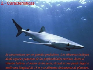 Se caracterizan por ser grandes predadores. Los tiburones incluyen desde especies pequeñas de las profundidades marinas, hasta el tiburón ballena, el mayor de los peces, el cual se cree puede llegar a medir una longitud de 18 m y se alimenta únicamente de plancton.  2.- Características 