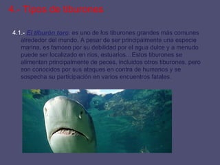 4.- Tipos de tiburones 4.1.-  El tiburón toro :  es uno de los tiburones grandes más comunes alrededor del mundo. A pesar de ser principalmente una especie marina, es famoso por su debilidad por el agua dulce y a menudo puede ser localizado en ríos, estuarios…Estos tiburones se alimentan principalmente de peces, incluidos otros tiburones, pero son conocidos por sus ataques en contra de humanos y se sospecha su participación en varios encuentros fatales. 