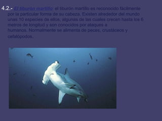 4.2.-  El tiburón martillo :  el tiburón martillo es reconocido fácilmente por la particular forma de su cabeza. Existen alrededor del mundo unas 10 especies de ellos, algunas de las cuales crecen hasta los 6 metros de longitud y son conocidos por ataques a humanos. Normalmente se alimenta de peces, crustáceos y cefalópodos . 