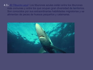 4.3.-  E l  Tiburón azul :  Los tiburones azules están entre los tiburones más comunes y entre los que ocupan gran diversidad de territorios. Son conocidos por sus extraordinarias habilidades migratorias y se alimentan de peces de huesos pequeños y calamares. 