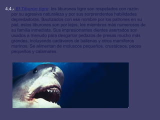 4.4.-  El Tiburón tigre :  los tiburones tigre son respetados con razón por su agresiva naturaleza y por sus sorprendentes habilidades depredadoras. Bautizados con ese nombre por los patrones en su piel, estos tiburones son por lejos, los miembros más numerosos de su familia inmediata. Sus impresionantes dientes aserrados son usados a menudo para desgarrar pedazos de presas mucho más grandes, incluyendo cadáveres de ballenas y otros mamíferos marinos. Se alimentan de moluscos pequeños, crustáceos, peces pequeños y calamares.  