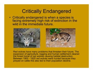Critically Endangered
• Critically endangered is when a species is
  facing extremely high risk of extinction in the
  wild in the immediate future.




  Red wolves have many problems that threaten their future. The
  expansion of agriculture, logging and human settlement cleared
  the forest home of red wolves causing habitat destruction.
  Between 1900 - 1920 red wolves were hunted because they
  preyed on cattle this also led to their population decline.
 