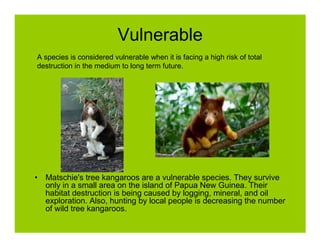 Vulnerable
A species is considered vulnerable when it is facing a high risk of total
destruction in the medium to long term future.




• Matschie's tree kangaroos are a vulnerable species. They survive
  only in a small area on the island of Papua New Guinea. Their
  habitat destruction is being caused by logging, mineral, and oil
  exploration. Also, hunting by local people is decreasing the number
  of wild tree kangaroos.
 