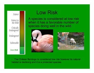 Low Risk
               A species is considered at low risk
               when it has a favorable number of
               species doing well in the wild.




• The Chilean flamingo is considered low risk however its natural
habitat is declining and it is a protected species.
 