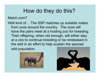 How do they do this?
Match.com?
Well kind of… The SSP matches up suitable mates
 from zoos around the country. The zoos will
 have the pairs meet at a hosting zoo for breeding.
 Their offspring, when old enough, will either stay
 at a zoo to continue breeding or be rereleased in
 the wild in an effort to help sustain the species’
 wild population.
 