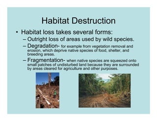 Habitat Destruction
• Habitat loss takes several forms:
  – Outright loss of areas used by wild species.
  – Degradation- for example from vegetation removal and
    erosion, which deprive native species of food, shelter, and
    breeding areas.
  – Fragmentation- when native species are squeezed onto
    small patches of undisturbed land because they are surrounded
    by areas cleared for agriculture and other purposes.
 