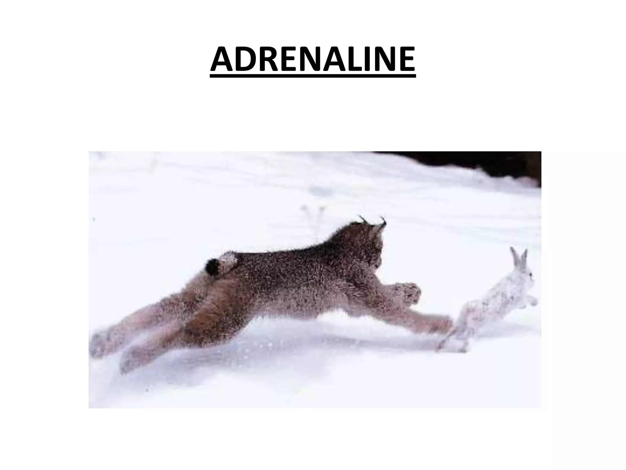 ADRENALINE