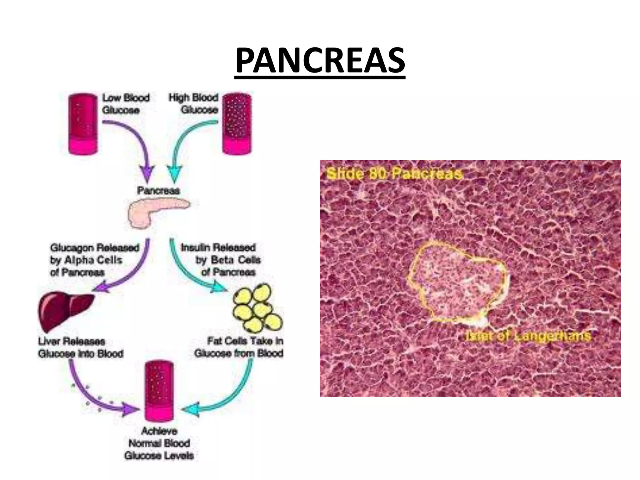 Increasesbloodglucoseconcentration.Comparingthenervoussystemwiththeendocrinesystem