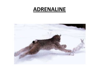 ADRENALINE