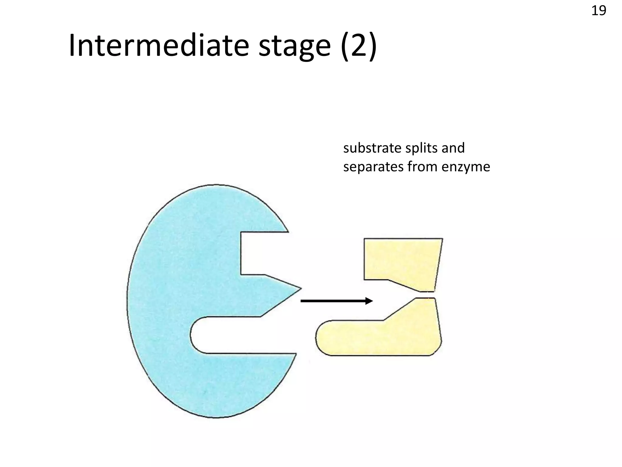 19

Intermediate stage (2)

                   substrate splits and
                   separates from enzyme
 