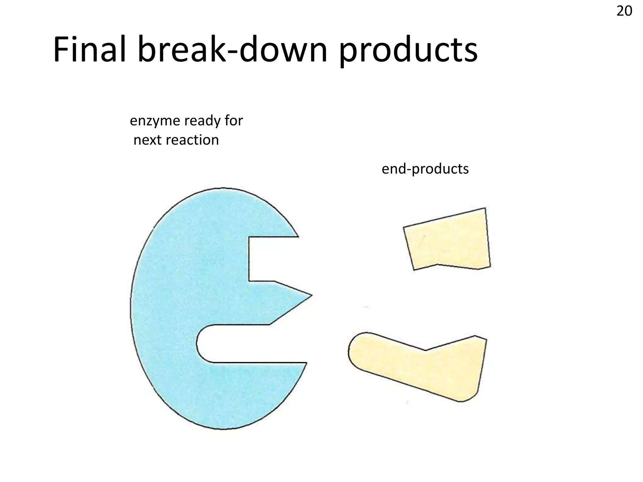 20

Final break-down products
    enzyme ready for
    next reaction
                       end-products
 