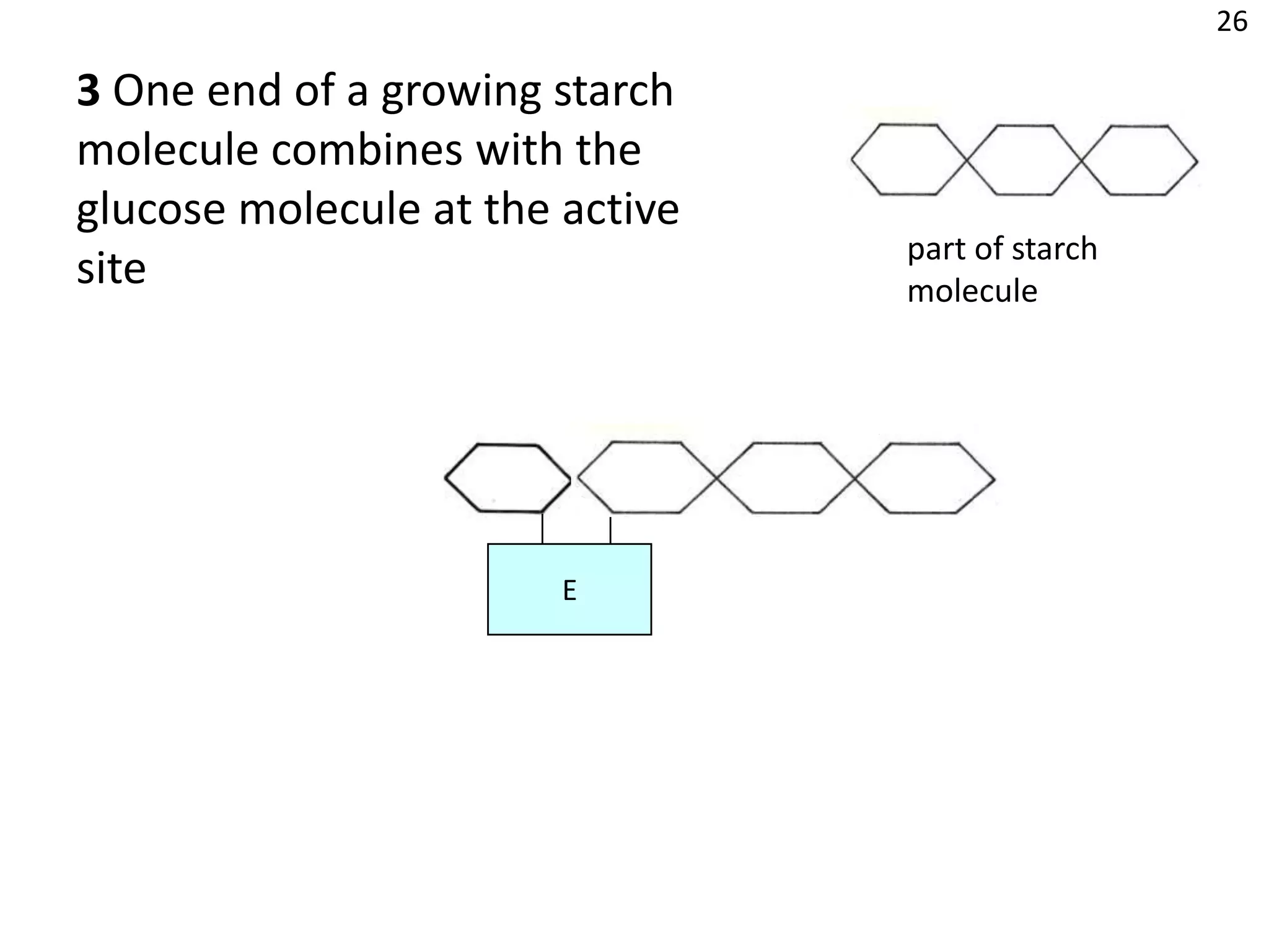 26

3 One end of a growing starch
molecule combines with the
glucose molecule at the active
                                 part of starch
site                             molecule




                        E
 