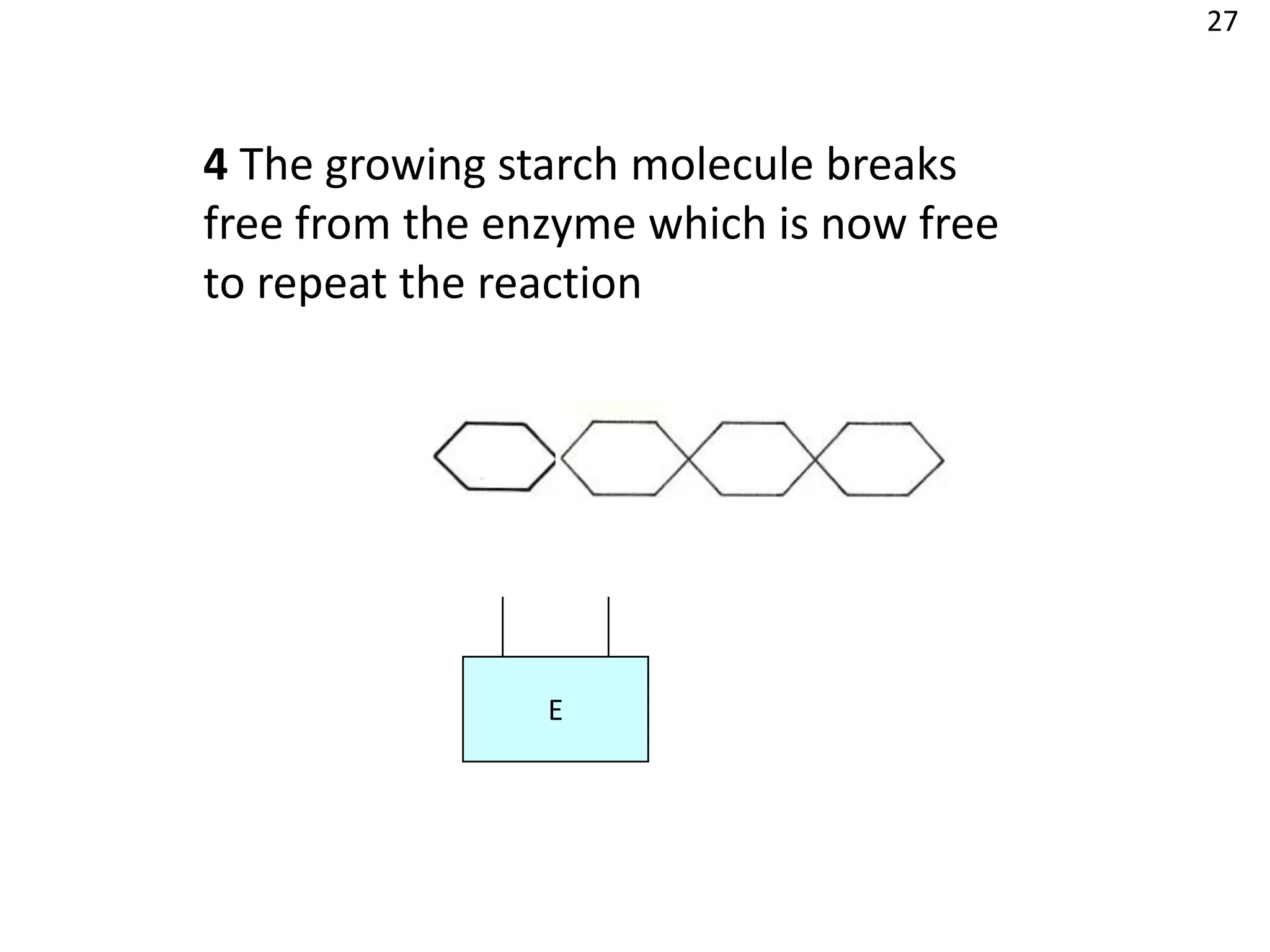27



4 The growing starch molecule breaks
free from the enzyme which is now free
to repeat the reaction




                E
 