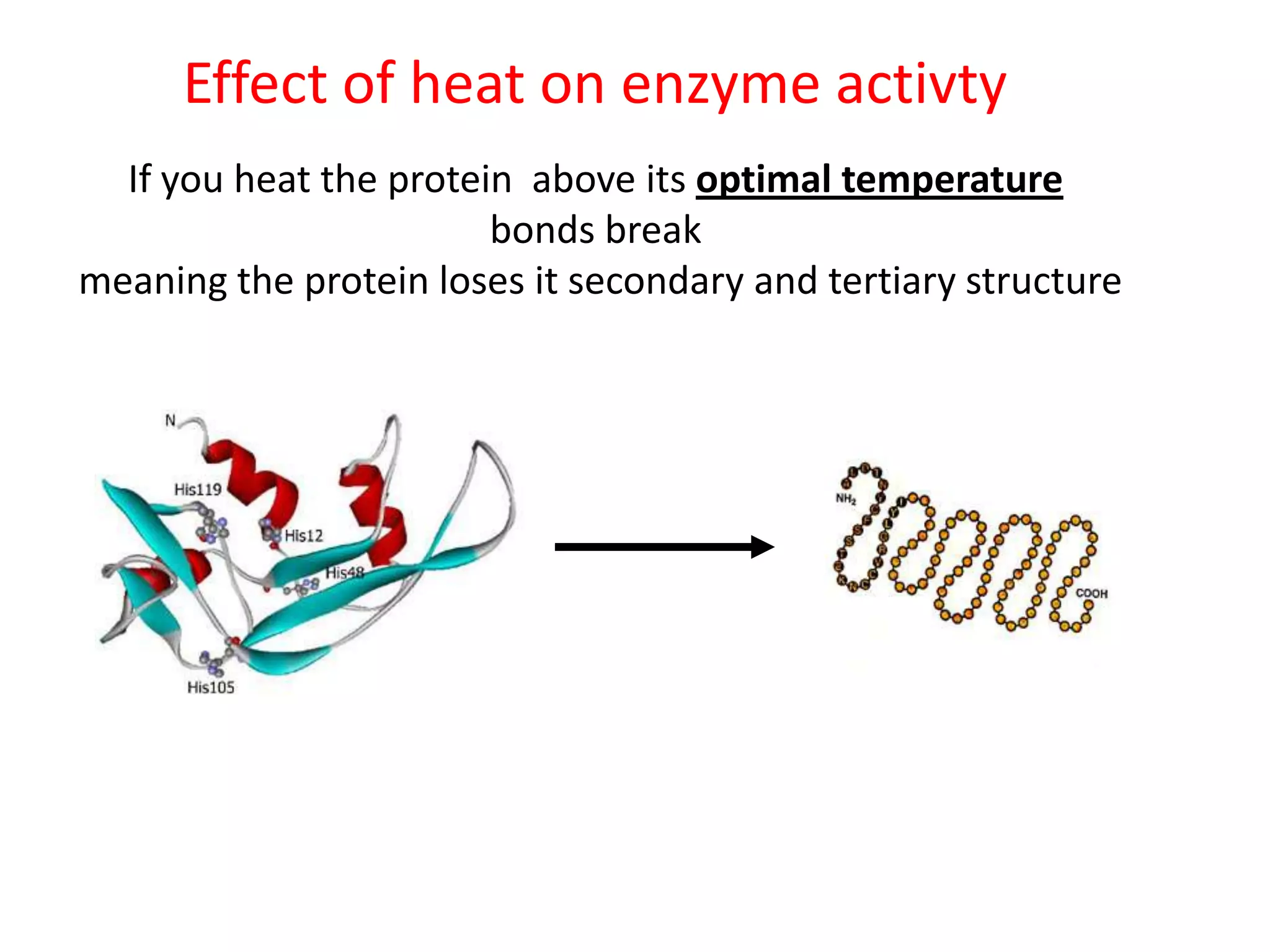 Effect of heat on enzyme activty
  If you heat the protein above its optimal temperature
                        bonds break
meaning the protein loses it secondary and tertiary structure
 