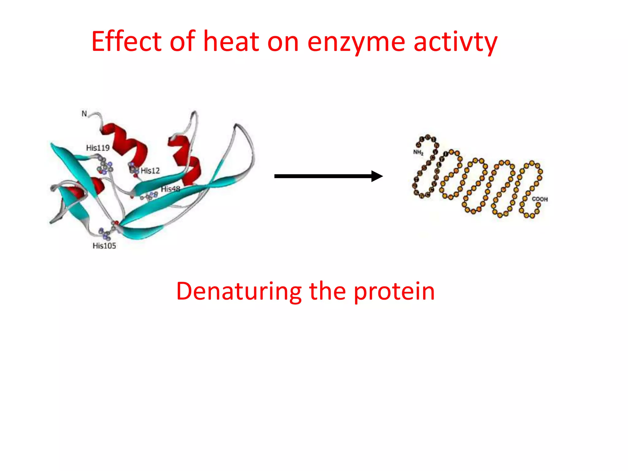 Effect of heat on enzyme activty




      Denaturing the protein
 