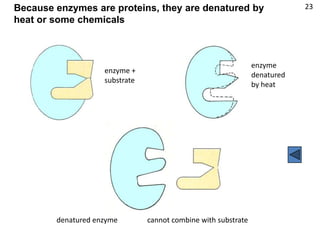 Because enzymes are proteins, they are denatured by                         23
heat or some chemicals



                                                                enzyme
                    enzyme +
                                                                denatured
                    substrate
                                                                by heat




        denatured enzyme        cannot combine with substrate
 