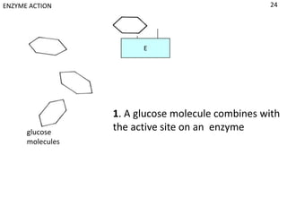 ENZYME ACTION                                         24




                  1
                            E




                      1. A glucose molecule combines with
      glucose
                      the active site on an enzyme
      molecules
 