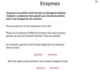 10
                                  Enzymes
-Enzymes are proteins that function as biological catalysts
-Catalyst: a substance that speeds up a chemical reaction
and is not changed by the reaction.

They are present in the cytoplasm of all cells

There are hundreds of different enzymes but each enzyme
speeds up only one kind of reaction. They are specific.


For example, glucose and fructose might join up slowly to
form sucrose

                            glucose-      -fructose

 With the right enzyme present, the reaction happens faster

                               glucose-     -fructose
 