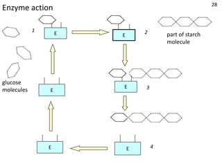 28
Enzyme action

            11                   2
                     E   E               part of starch
                                         molecule




glucose
                         E       3
molecules        E




                 E           E       4
 